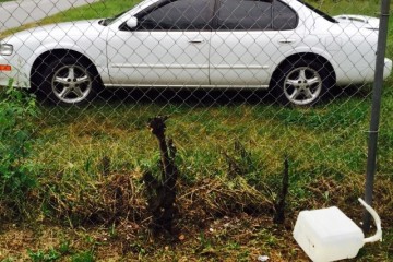 Nissan Altima 1999