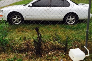 Junk 1999 Nissan Altima Photography