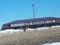 Blenkhorn's Auto Recyclers Ltd
